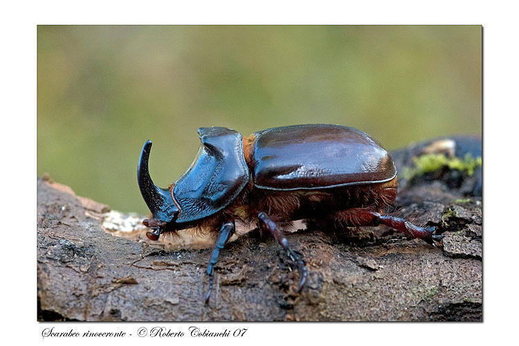 Oryctes nasicornis ... Scarabeo rinoceronte